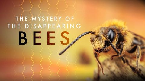 The Mystery of the Disappearing Bees cover image cdn