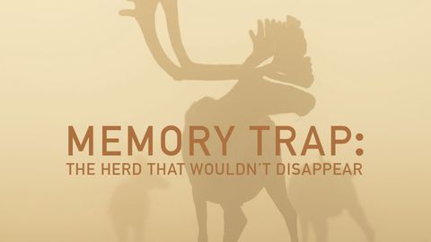 Memory Trap: The Herd That Wouldn't Disappear cover image cdn