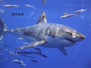 Attack cover image cdn