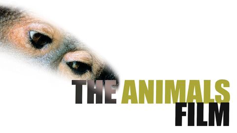 The Animals Film cover image cdn