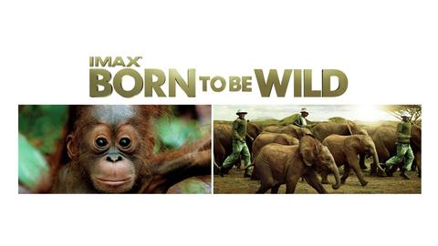 IMAX: Born to Be Wild cover image cdn