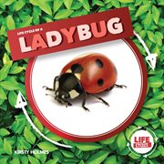 Life cycle of a ladybug cover image cdn