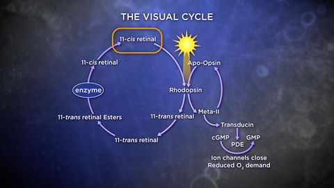 Biochemistry and Molecular Biology: How Life Works. Episode 23, The Biochemistry of Our Senses cover image cdn