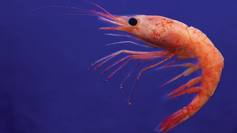 Zoology: Understanding the Animal World. Episode 5, Helpful Corals, Clams, and Crustaceans cover image cdn