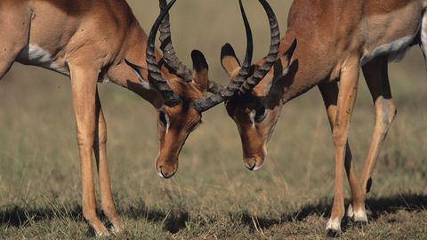 Zoology: Understanding the Animal World. Episode 15, Herbivore Mammals: Ruminants and Runners cover image cdn