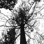 Vanitas cover image cdn