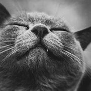 Satisfied cover image cdn