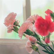 Instrumental love songs cover image cdn