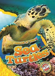 Sea turtles cover image cdn