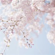 Spring with cherry blossoms cover image cdn