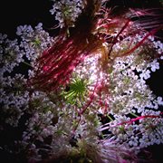 Orrery cover image cdn