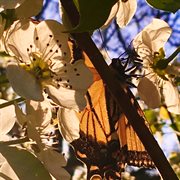 Sunless summer 2015 cover image cdn