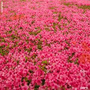 Quartz cover image cdn