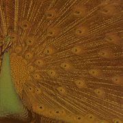 Alice iii cover image cdn