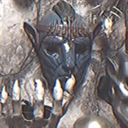 Always cover image cdn