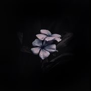 Flower cover image cdn