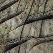 Requima i cover image cdn