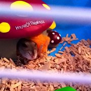 Apricot jam cover image cdn