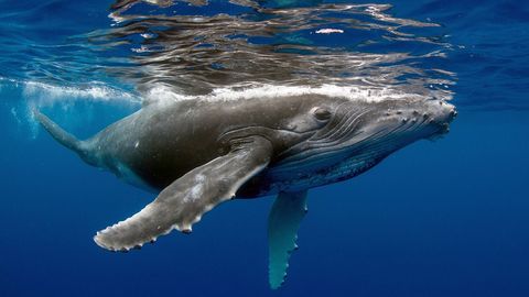 Life in the World's Oceans. Episode 8, An Overview of Marine Vertebrates cover image cdn