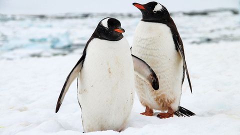 Life in the World's Oceans. Episode 15, How Animals Adapt to Ocean Temperatures cover image cdn