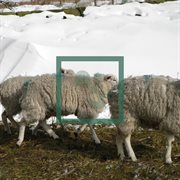 Music for sheep cover image cdn