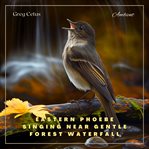 Eastern phoebe singing near gentle forest waterfall : Natural Ambience for Coding and Meditation cover image cdn