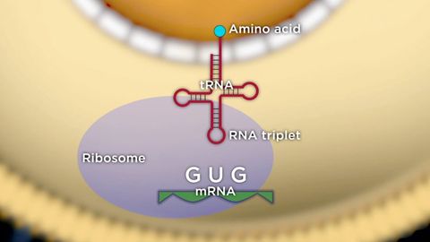 Unlocking the Hidden History of DNA. Episode 4, From Genetic Codes to DNA Fingerprints cover image cdn