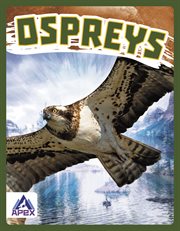 Ospreys cover image cdn