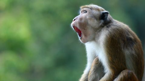 Nature's Great Divide. Episode 3, Inner Kingdoms cover image cdn