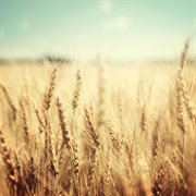 Fields cover image cdn