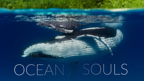 Ocean Souls cover image cdn