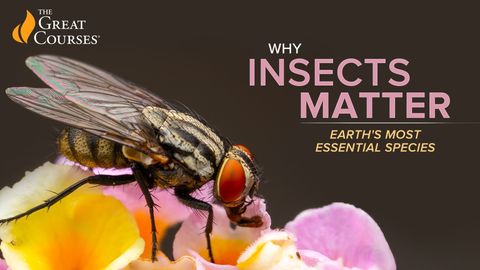 Why Insects Matter: Earth's Most Essential Species cover image cdn