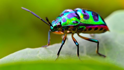 Why Insects Matter: Earth's Most Essential Species. Episode 5, Why So Many Beetles? cover image cdn