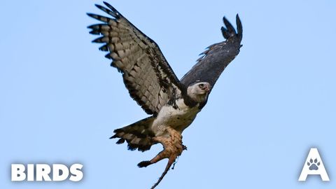 Birds cover image cdn