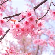 Blossom Serenity cover image cdn