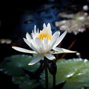 Solace cover image cdn