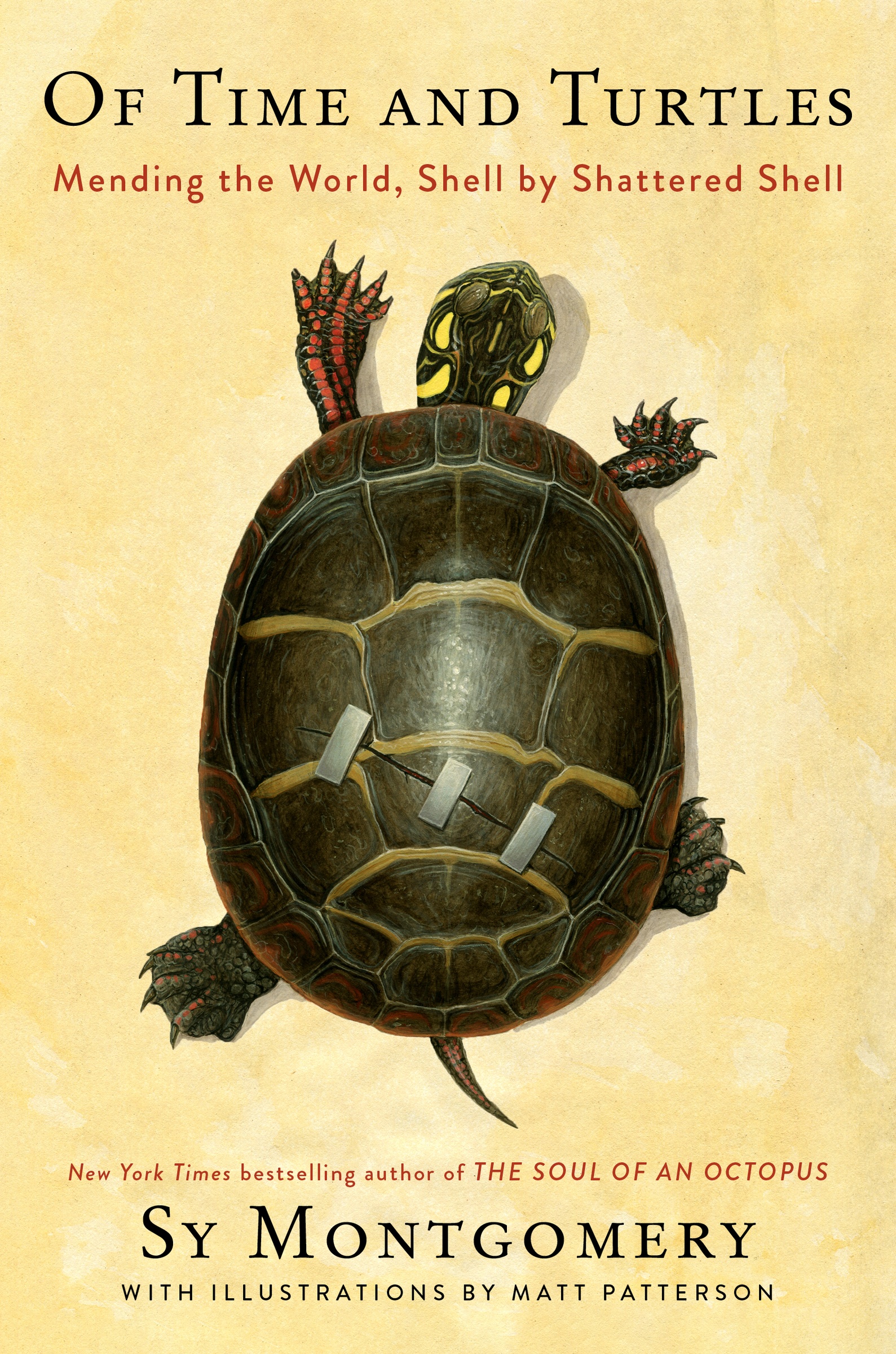 Of Time and Turtles Mending the World, Shell by Shattered Shell cover image cdn