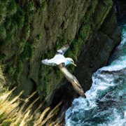 Albatross cover image cdn