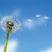 Disperse cover image cdn