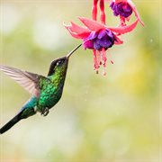 Hummingbird cover image cdn