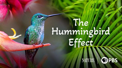 The Hummingbird Effect cover image cdn