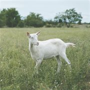 Vivien [Misi Deluxe] cover image cdn