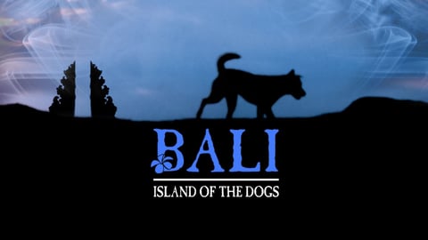 Bali: Island of the Dogs cover image cdn