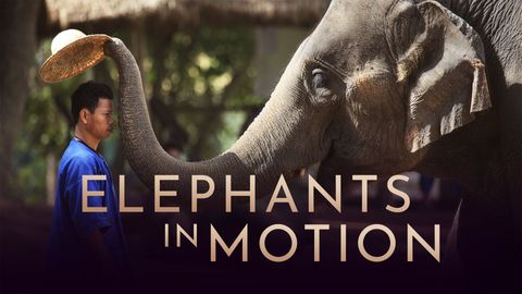 Elephants in Motion cover image cdn