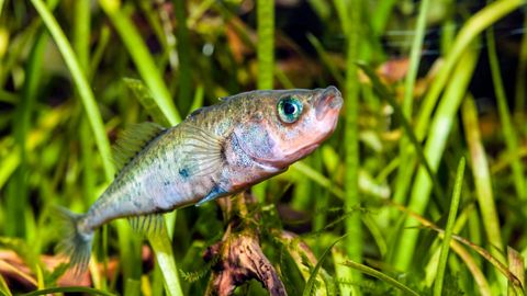 The Great Tours: Iceland. Episode 10, Iceland’s Fish, Sharks, and Crustaceans cover image cdn