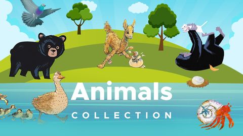 Animals cover image cdn