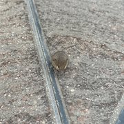 Mouse cover image cdn