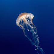 NRGY cover image cdn