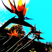 Wild World cover image cdn