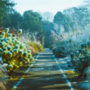 sunflower cover image cdn